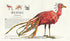 Fantastic Beasts and Where to Find Them. Large Illustrated Edition - 9786175851432