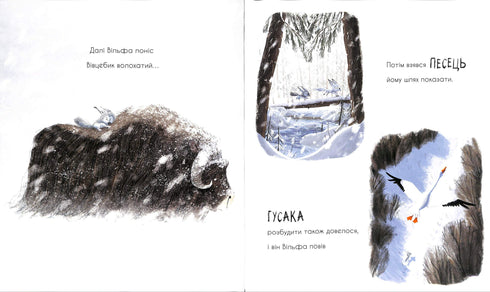 De wolf zoekt een weg naar de roedel